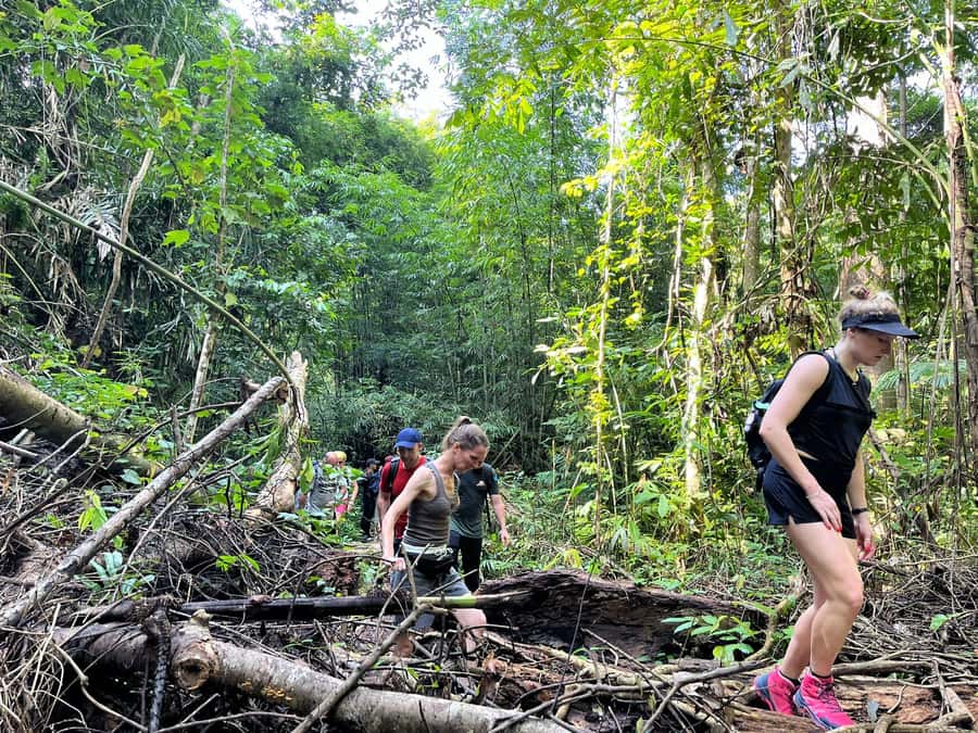 From Phuket: Guided Rainforest Hike with Lunch - Should you book this Phuket rainforest hike?