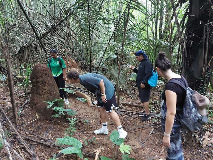 From Phuket: Guided Rainforest Hike with Lunch - From hotel pickup to the first waterfall: how the day actually flows