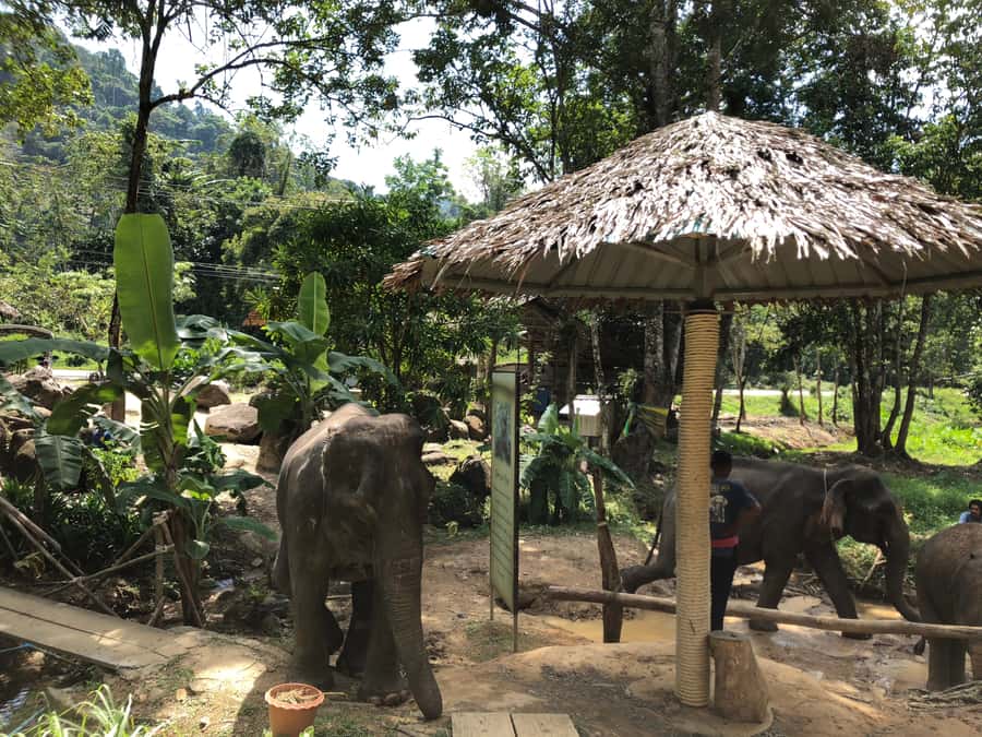 From Phuket & Khao Lak: Elephant Care with Waterfall Visit - Key points