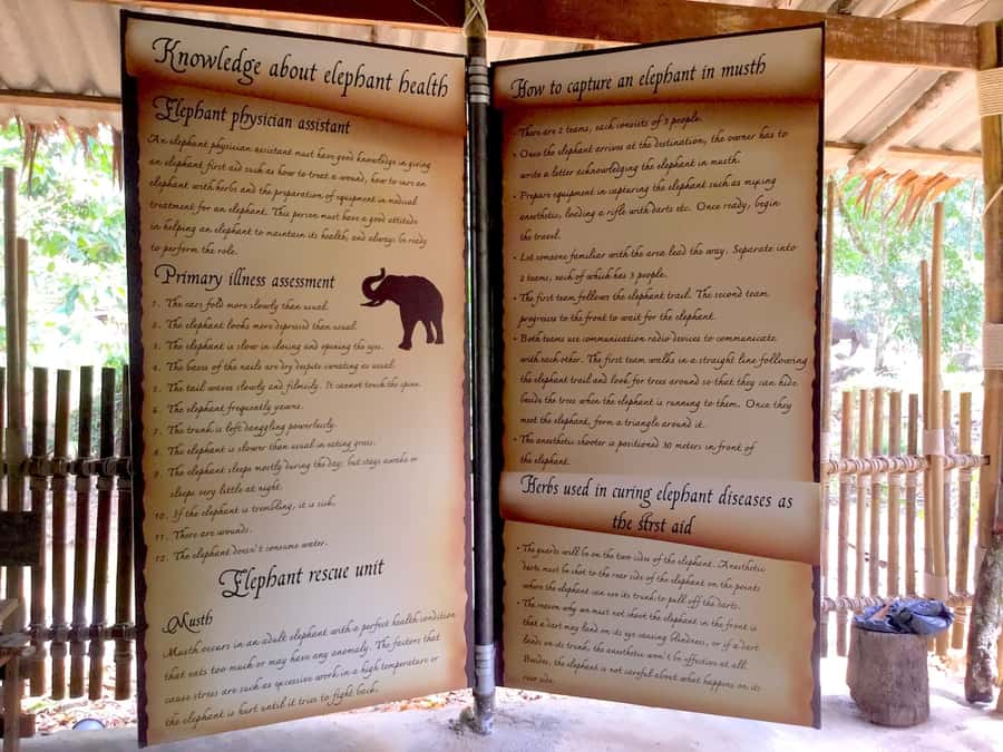 From Phuket & Khao Lak: Elephant Care with Waterfall Visit - What to bring so you enjoy the mud instead of suffering