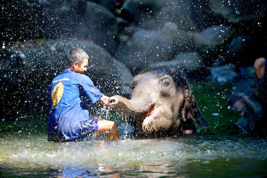 From Phuket & Khao Lak: Elephant Care with Waterfall Visit - Elephant care that feels like a working relationship, not a show