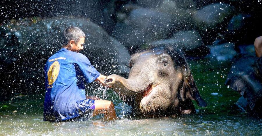 From Phuket & Khao Lak: Elephant Care with Waterfall Visit - Transfers and timing: start early, and expect a long road