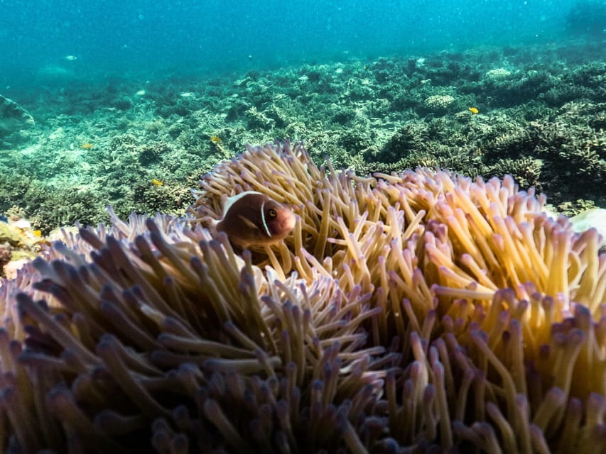 From Phuket: Lazy Snorkel & Explore at Bamboo & Phi Phi - Price and Value: What $101 Covers (and What Doesn’t)