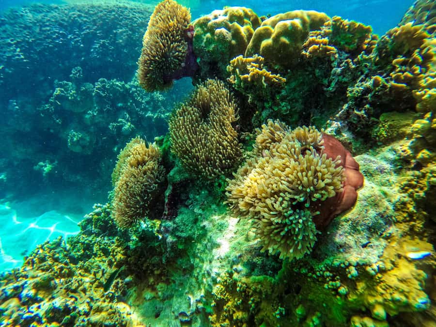 From Phuket: Lazy Snorkel & Explore at Bamboo & Phi Phi - Phi Phi Don (Ton Sai Bay): Lunch That Actually Feels Like Lunch