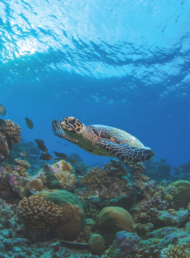 From Phuket or Khaolak : Similan Islands Day Trip - Ba Ngu Island (Island No. 9): coral bay snorkeling where fish really show up