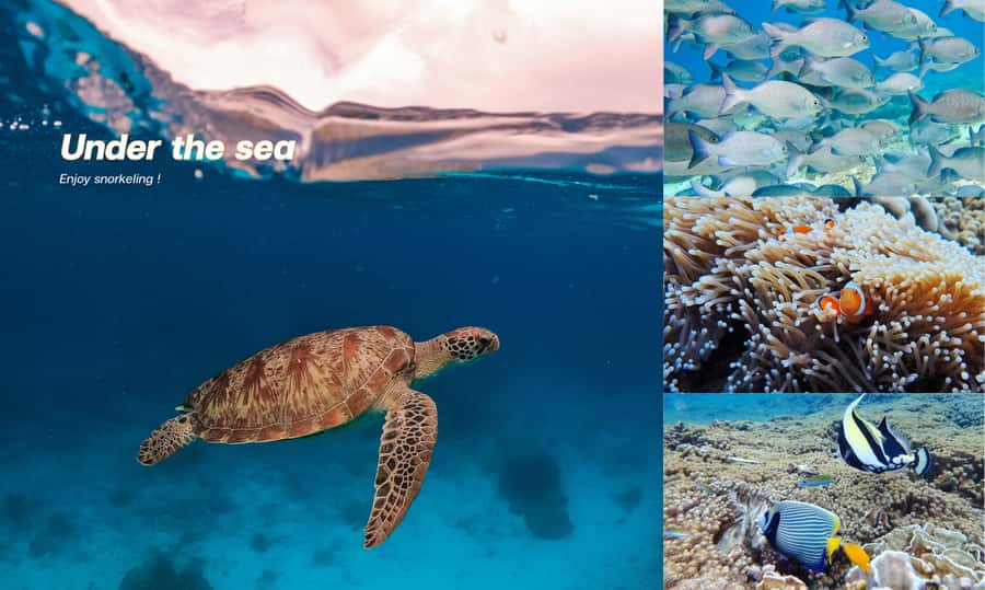 From Phuket or Khaolak : Similan Islands Day Trip - Payu Island (Island No. 7): Nemo vibes, clownfish, and sea turtle chances