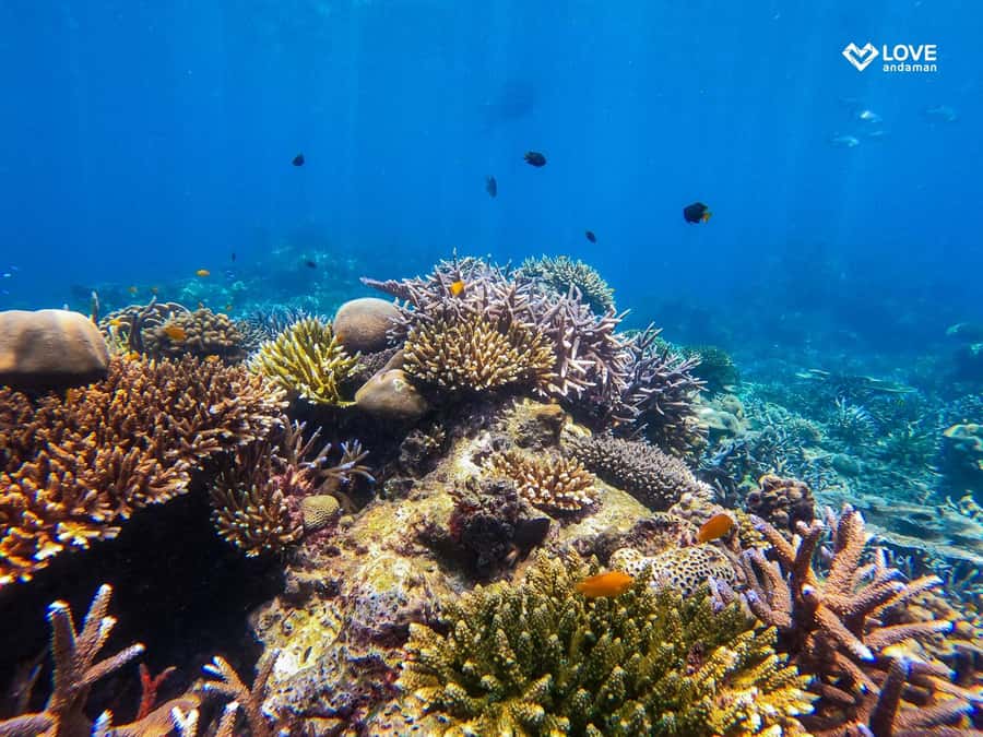 From Phuket or Khaolak: Surin Islands Day Trip - Naka Noi Island in Phuket: a Softer End to a Fast Day