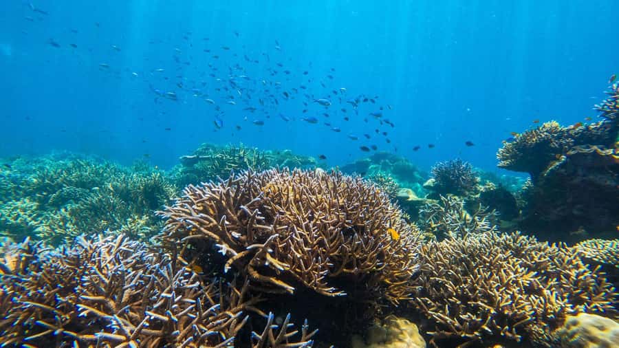 From Phuket or Khaolak: Surin Islands Day Trip - Price and Value: What $109 Buys You (and Why It Can Be a Good Deal)