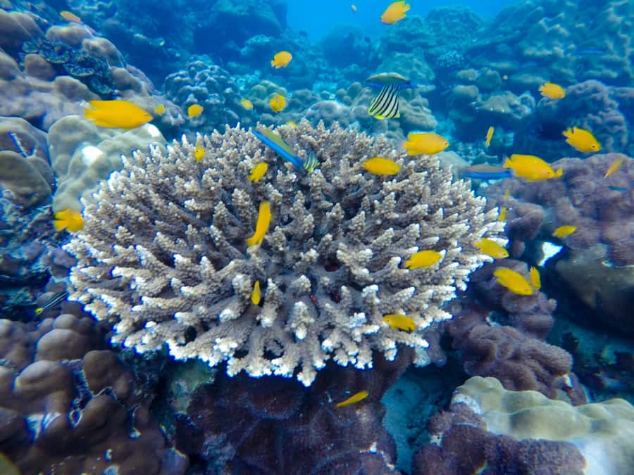 From Phuket: Phi Phi and Maya Bay Snorkeling by Speedboat - Key moments I’d circle on your map