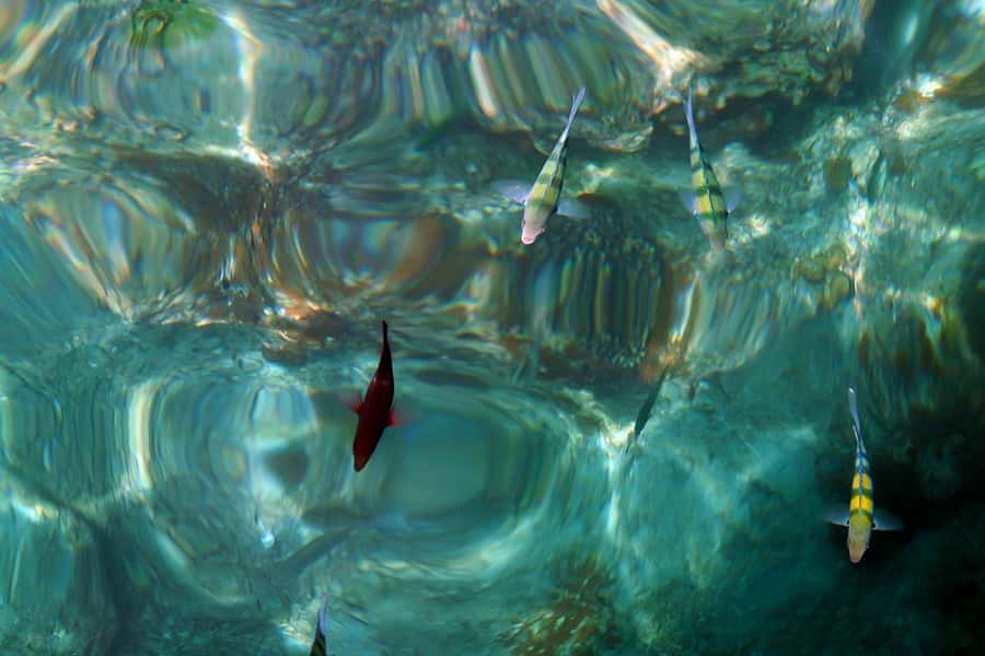 From Phuket: Phi Phi and Maya Bay Snorkeling by Speedboat - Price and value at $112: what you’re actually paying for