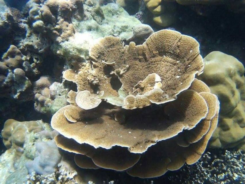 From Phuket: Phi Phi, Maya Bay, & Khai Islands Premium Trip - Viking Cave: Ancient Paintings and Swallow Life in One Short Window