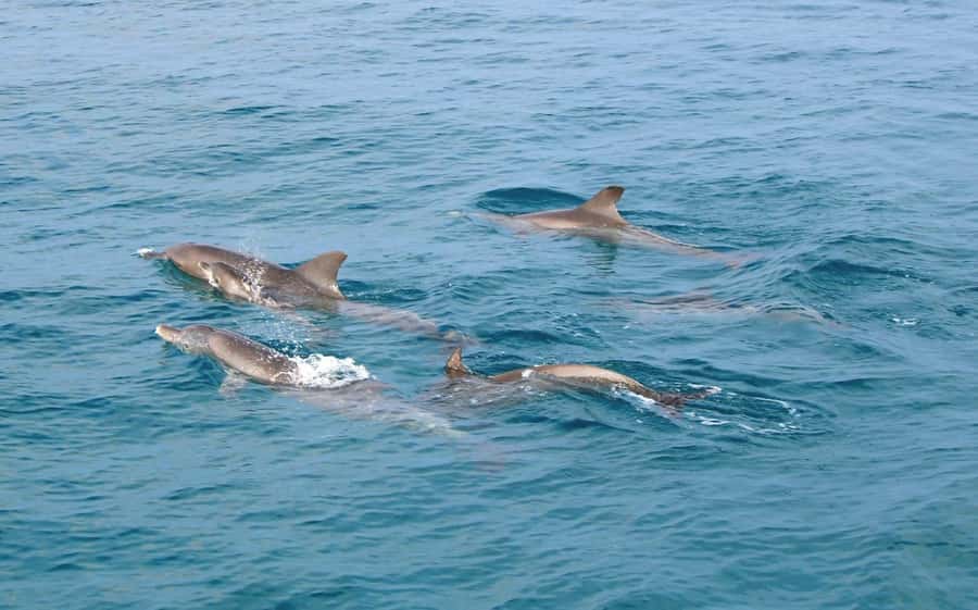 From Phuket: Racha & Maiton Island Dolphin Expedition - Key things I think you’ll notice