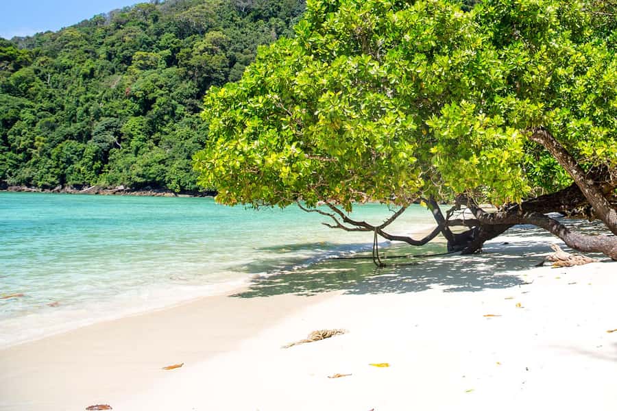 From Phuket: Surin Islands Snorkeling Trip - Price and value: is $123 a fair deal?