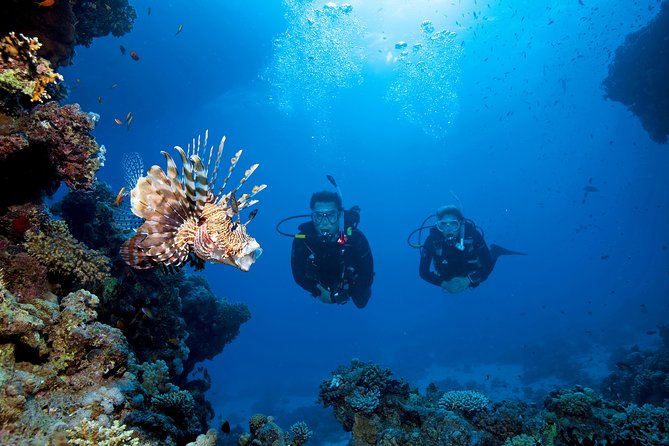 Full-Day Beginner Scuba Course with Private Tuition, Racha Yai - What you’ll see under the surface off Racha Yai