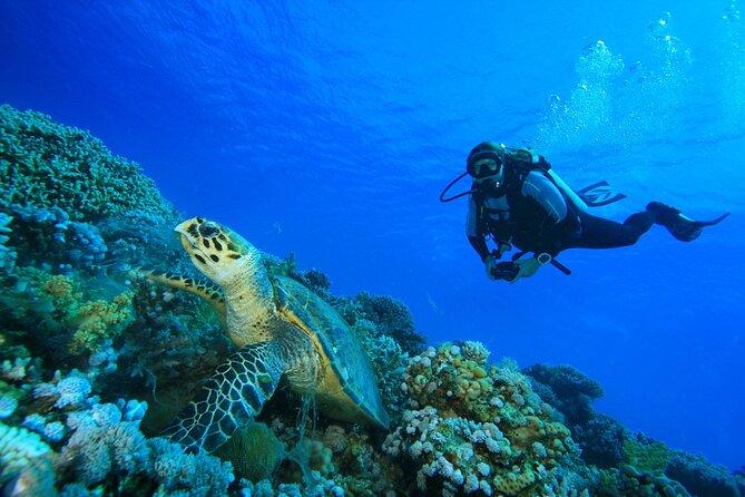 Full-Day Beginner Scuba Course with Private Tuition, Racha Yai - Who should book this course (and who might skip it)