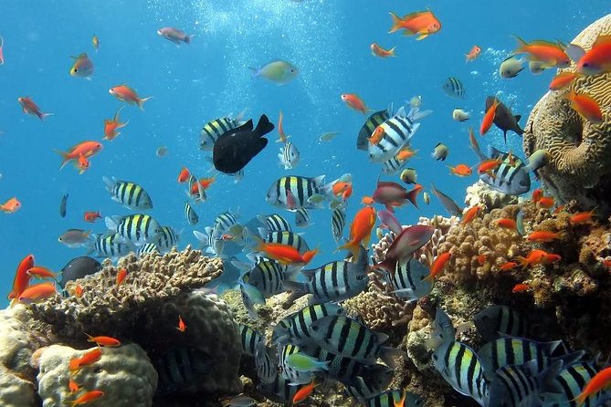 Full-Day Koh Phi Phi Scuba Diving Course from Phuket - Koh Phi Phi From Phuket: The Real-World Vibe