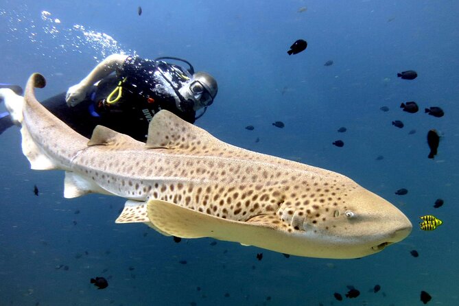 Full-Day Koh Phi Phi Scuba Diving Course from Phuket - Key Points I’d Actually Plan Around