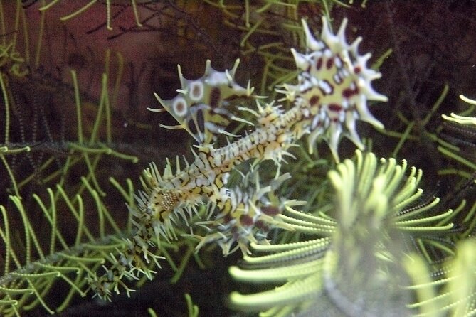 Full-Day Koh Phi Phi Scuba Diving Course from Phuket - Stop 2: Ko Bida Nok and What to Expect in the Water