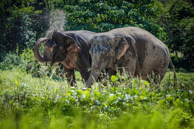 Full-Day Phuket Elephant Sanctuary Tour with Lunch and Dinner - Why This Phuket Elephant Sanctuary Visit Feels Different