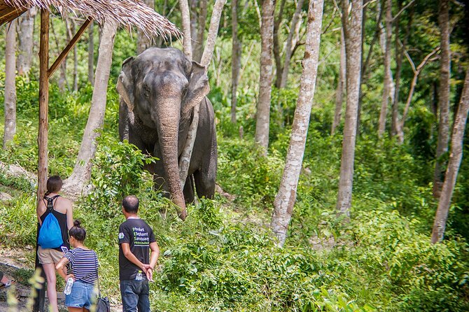 Full-Day Phuket Elephant Sanctuary Tour with Lunch and Dinner - Hydrotherapy Pool Watch: What to Focus On (and What to Ignore)