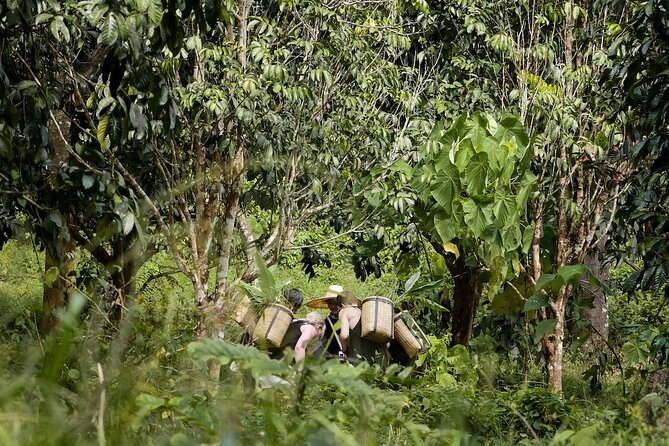 Full-Day Phuket Elephant Sanctuary Tour with Lunch and Dinner - Lunch and Snacks: Vegetarian Thai Fuel for a Full Day