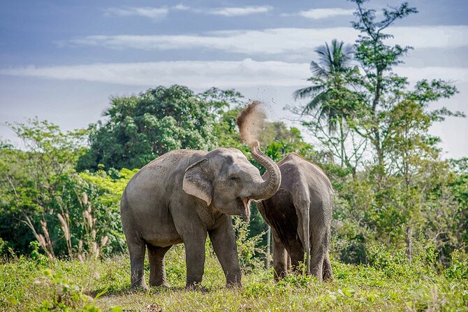 Full-Day Phuket Elephant Sanctuary Tour with Lunch and Dinner - Price and What You’re Really Paying For ($228.18)