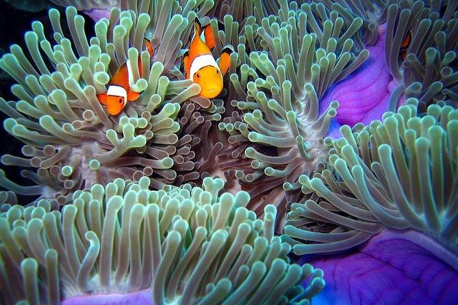 Full-Day Racha Noi and Racha Yai Snorkeling from Phuket - Stop 3: Koh Racha Yai and the Extra-Reward Snorkel