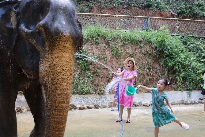 Half day with Elephants at Patong Elephant Hug （No ride No trick） - Stop-by-stop in plain language: feeding, vitamin balls, and shower time