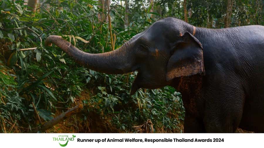 Khao Lak: All-Day Elephant Sanctuary Experience Small Groups - Quick hits: what you’ll remember most
