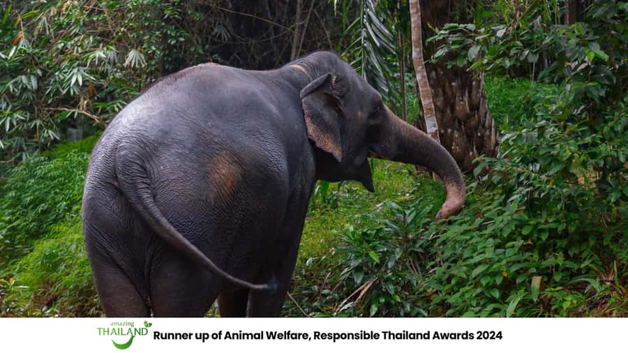 Khao Lak: All-Day Elephant Sanctuary Experience Small Groups - Sai Rung Waterfall break: a bonus stop with a weather reality check