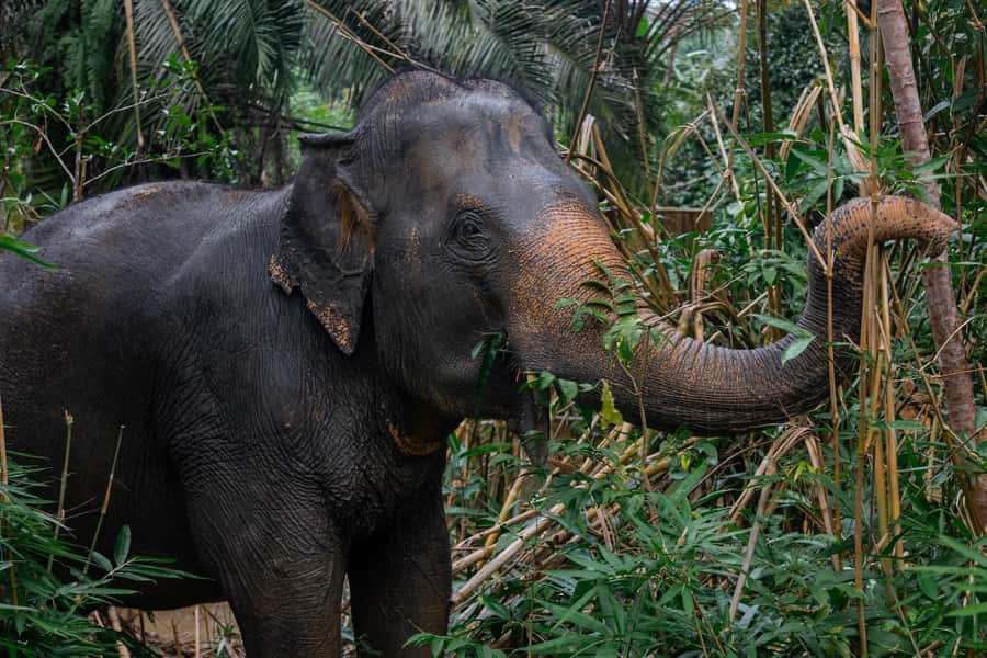 Khao Lak: All-Day Elephant Sanctuary Experience Small Groups - Who this tour suits (and who should think twice)