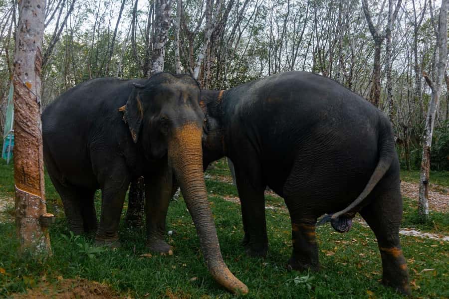 Khao Lak: Ethical Overnight Elephant Sanctuary Experience - Caretaker routines you can see: cleaning, foraging, and daily work