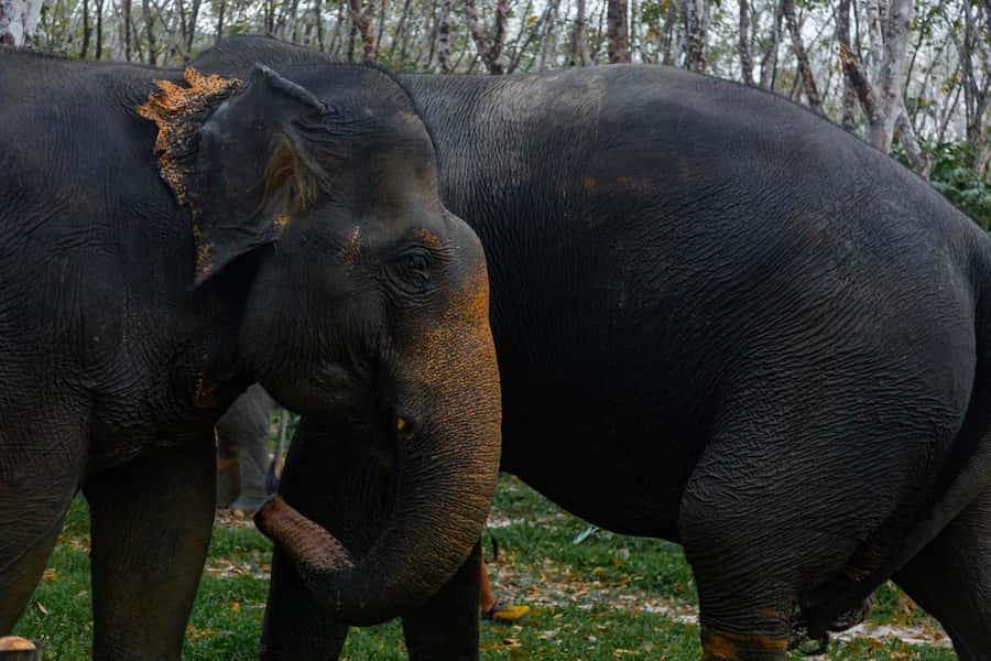 Khao Lak: Ethical Overnight Elephant Sanctuary Experience - Price and value from Phuket: who this is for