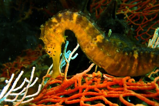 PADI Discover Scuba 2 Times Diving Phuket - Morning start, hotel pickup, and the Chalong Pier routine