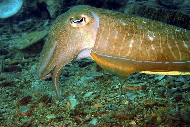 PADI Discover Scuba 2 Times Diving Phuket - Two underwater sessions: how the experience usually unfolds