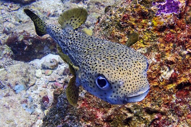 PADI Discover Scuba Diving for Beginners (Non Certified Divers) - Instruction Quality: Why Reviews Mention Franck Again and Again