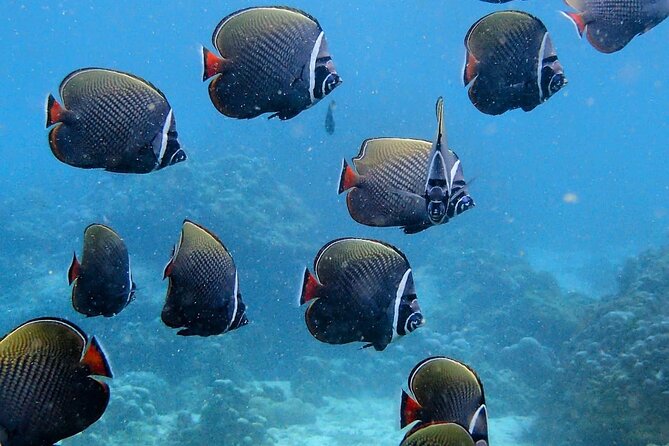 PADI Discover Scuba Diving for Beginners (Non Certified Divers) - What’s Included (And Why It’s Better Than DIY)