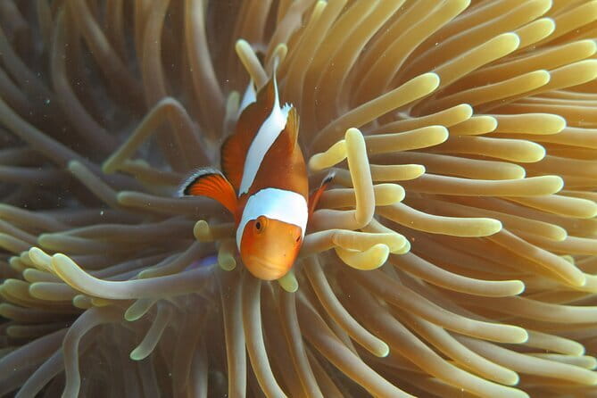Phi Phi Bamboo Islands Fullday - Premium - Bamboo Island: beach time plus shore snorkeling that’s easy to manage