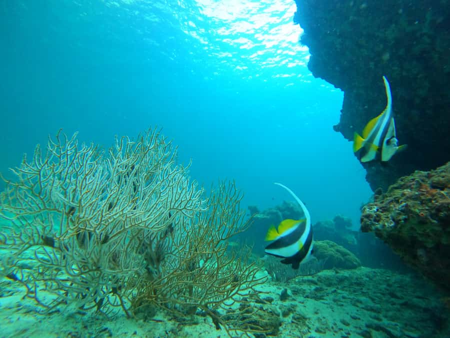 Phi Phi & Bamboo Islands: Premium Day Trip w/ Seaview Lunch - Speedboat reality check on the Andaman Sea ride