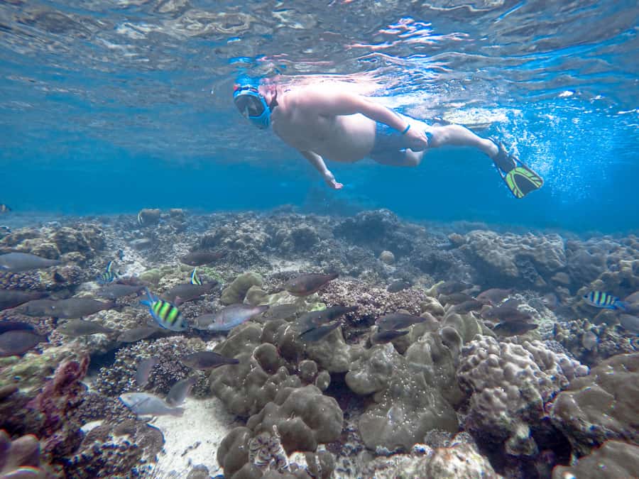 Phi Phi & Bamboo Islands: Premium Day Trip w/ Seaview Lunch - Monkey Beach stop: quick look, fast photos, then back in the water