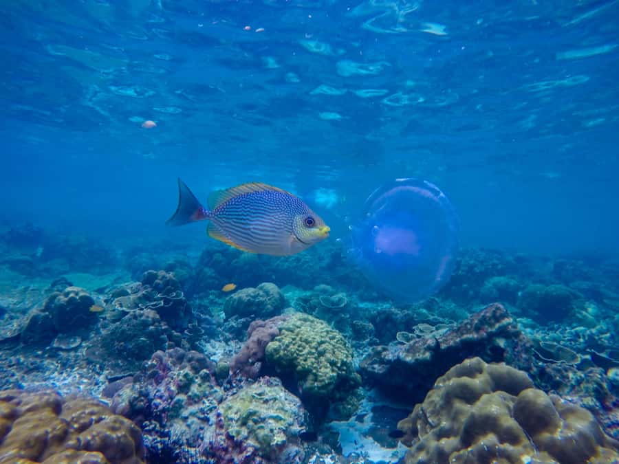 Phi Phi & Bamboo Islands: Premium Day Trip w/ Seaview Lunch - Maya Bay: famous beach energy and a crowd reality