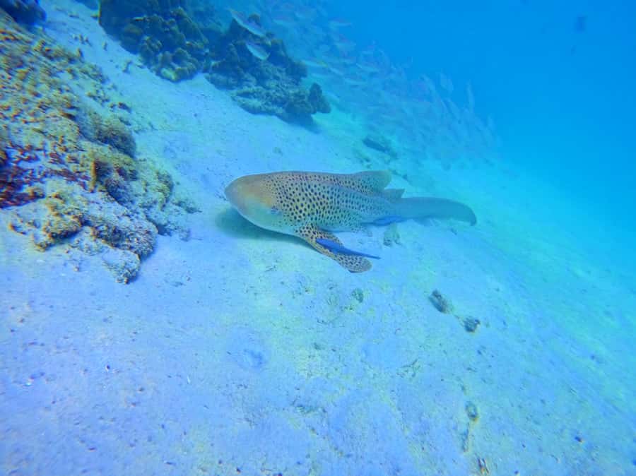 Phi Phi & Bamboo Islands: Premium Day Trip w/ Seaview Lunch - Bamboo Island: turquoise water, sand breaks, and guided snorkel time