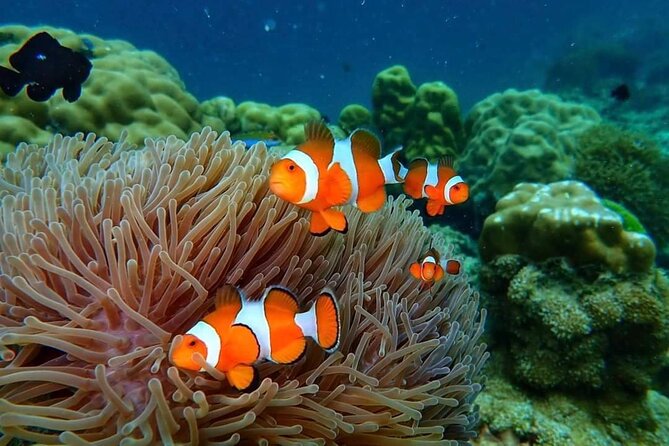 Phi Phi & Bamboo Islands Snorkeling Tour w/ Fins by Speedboat - Maya Bay (40 minutes): the famous cove stop