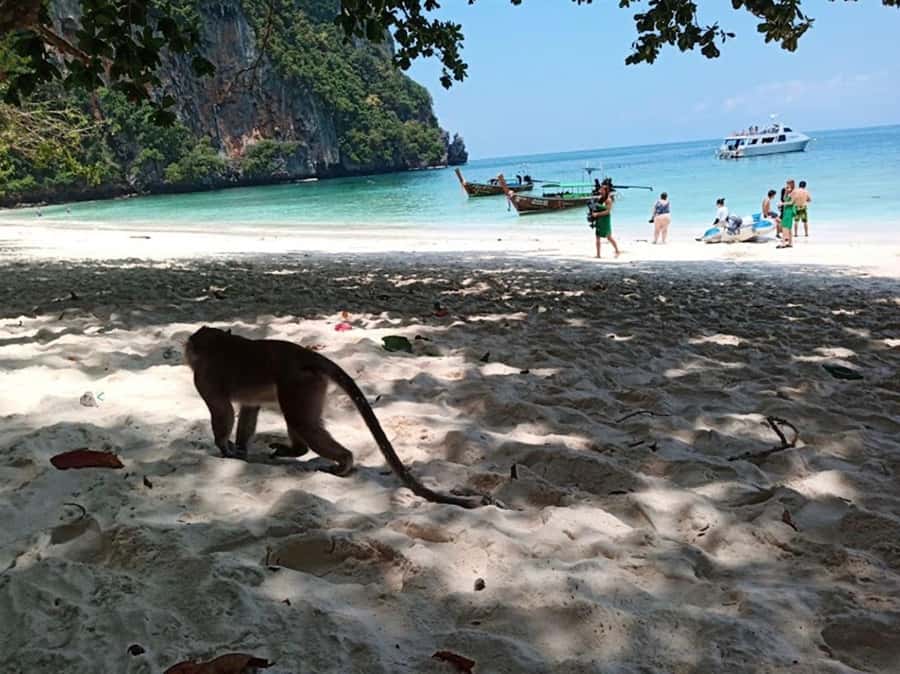 Phi Phi Islands: 2 Days, 1 Night Trip with Activities - Key Things to Know Before You Go