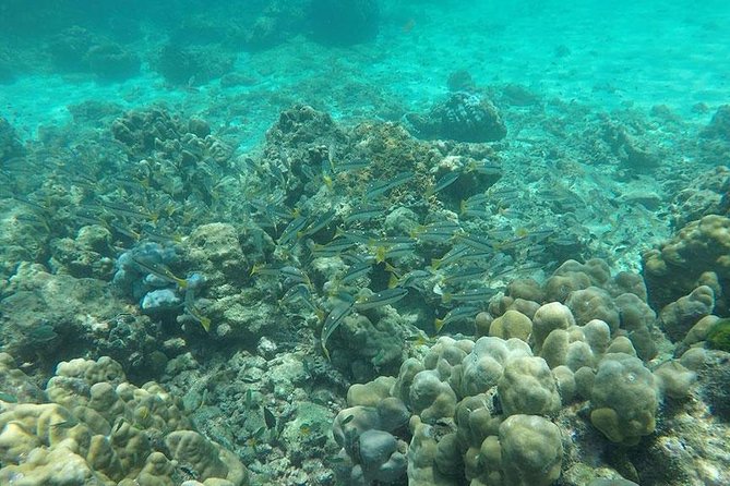 Phi Phi Islands One Day Tour by Speedboat From Phuket - Organization and guide quality: what the best days get right