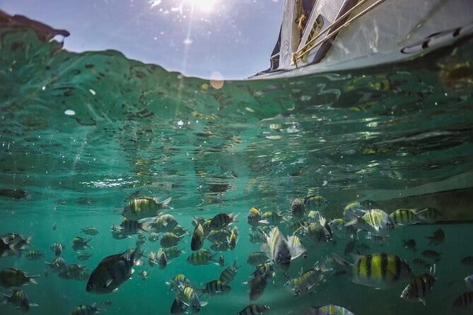Phi Phi with Maya and Bamboo Island Day Trip by Speedboat - Food, water, and the snack rhythm that keeps the day moving