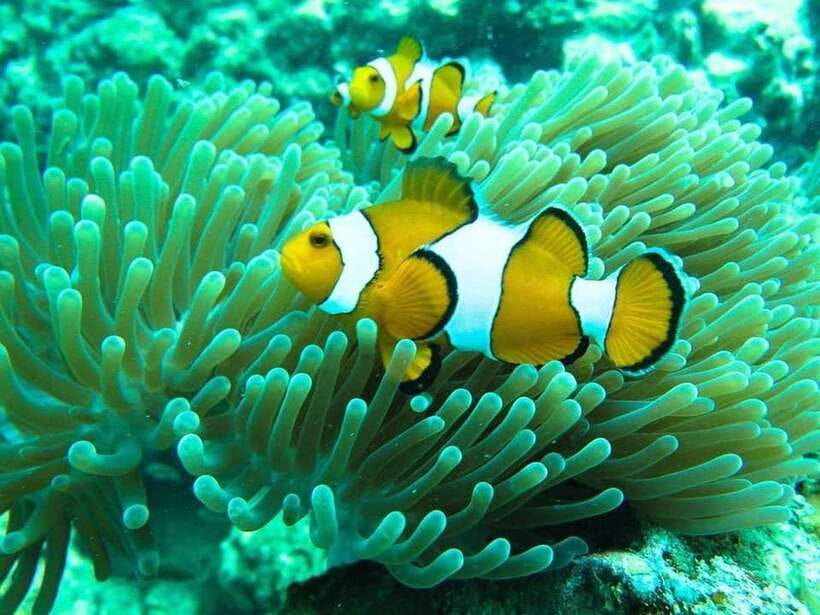 Phuket: 3 Khai Islands Relax & Snorkeling Half/Full Day Tour - Khai Nai Island: Beach Time, Easy Snorkeling, and Those Island Cats