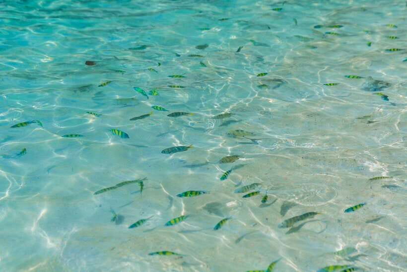 Phuket: 3 Khai Islands Relax & Snorkeling Half/Full Day Tour - Khai Nok Island: Shallow-Water Snorkeling and a More Untouched Beach Feel