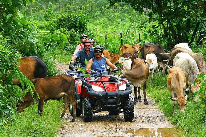 Phuket ATV Seaview On Tour - Price and value: $60 for an ATV outing that fits a schedule