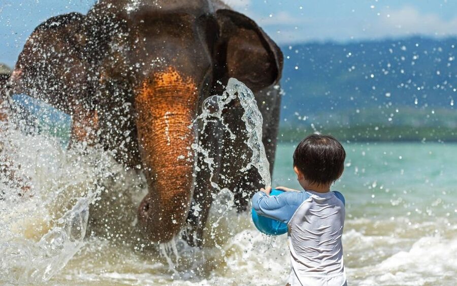 Phuket:Beach walk with elephants, rain & care. 2.5 hours - Price and transfers: where your money really goes